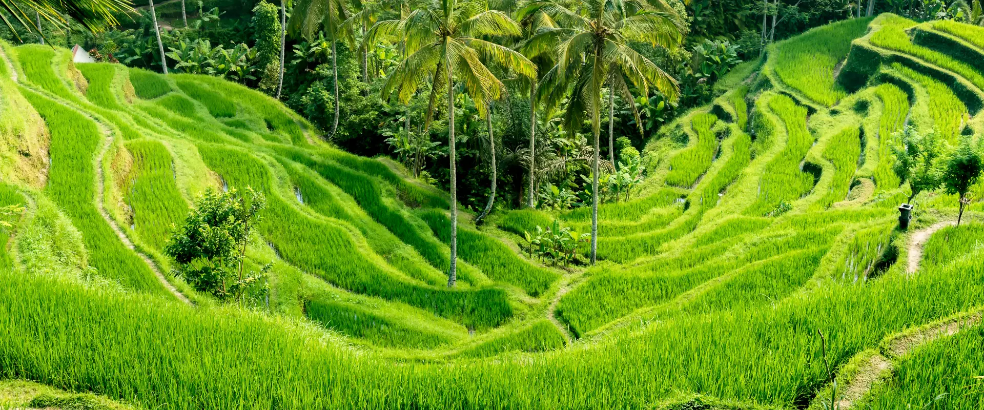 Indonesia_HariBesarNasionalFebruari_2025_1920_800_page