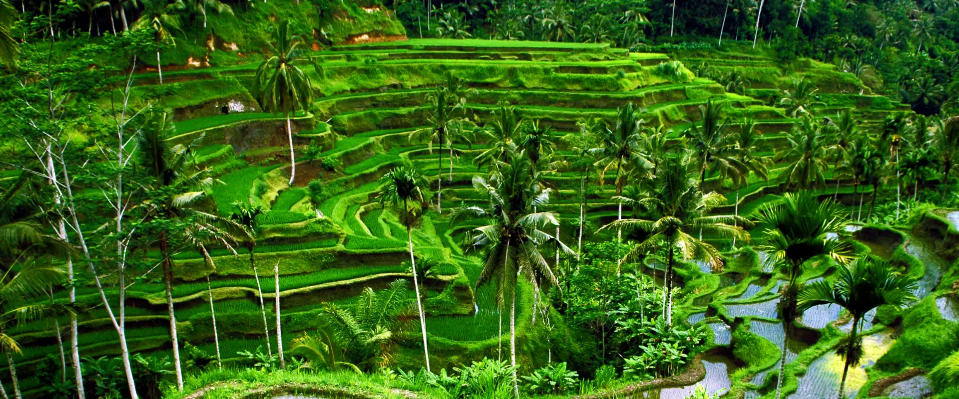 Indonesia_HariBesarInternasionalApril_2025_1920_800_page